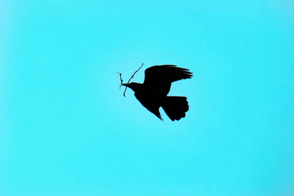 Silueta vrány na pozadí oblohy, havran v letu — Stock fotografie