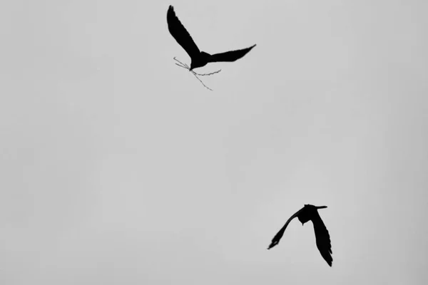 silhouette of crows on the background of the sky , a raven in flight