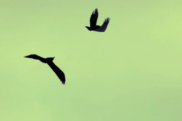 在天空的背景上的乌鸦剪影, 在飞行中的乌鸦 — 图库照片