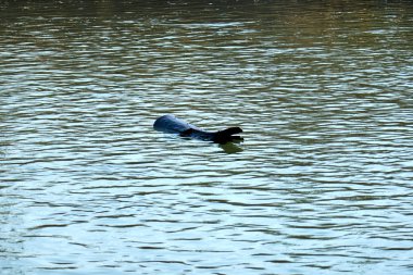 Nehri üzerinde dalgaların karaya attığı odun parçası