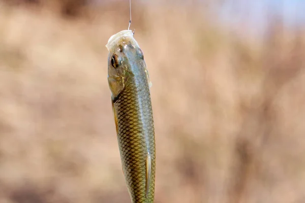 Cabra de peixe no gancho com uma larva, close-up — Fotografia de Stock