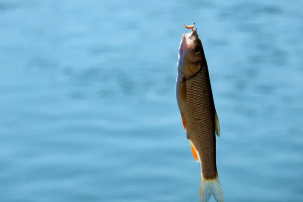 Poisson gobie sur l'hameçon avec une mouche, gros plan — Photo