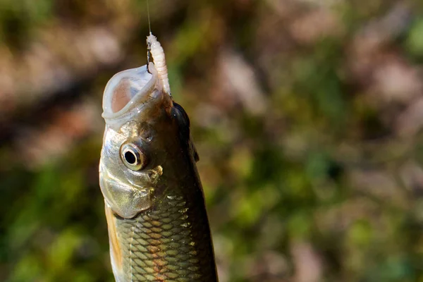 Fischgrundel am Haken mit einer Made, Nahaufnahme — Stockfoto