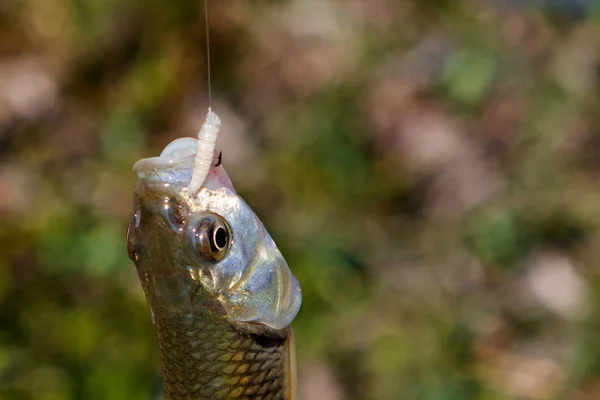 Fischgrundel am Haken mit einer Made, Nahaufnahme — Stockfoto