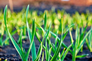 young green garlic sprouts in nature spring from the ground in the garden, vegetarian food