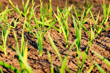 young green garlic sprouts in nature spring from the ground in the garden, vegetarian food