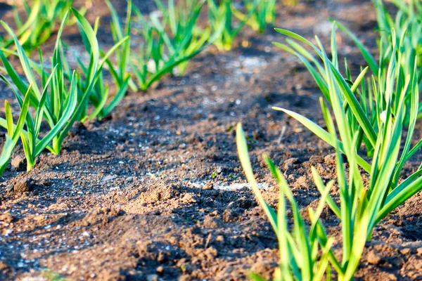 young green garlic sprouts in nature spring from the ground in the garden, vegetarian food