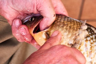 Mans elleri kesme ve bir bıçakla çiğ balık temizleme