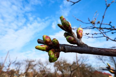 Genç yeşil böbrekler baharın başlarında kiraz ağacında gelişmeye ve beyaza dönmeye başlar.