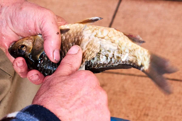 Männer Hände schneiden und reinigen rohen Fisch mit einem Messer — Stockfoto