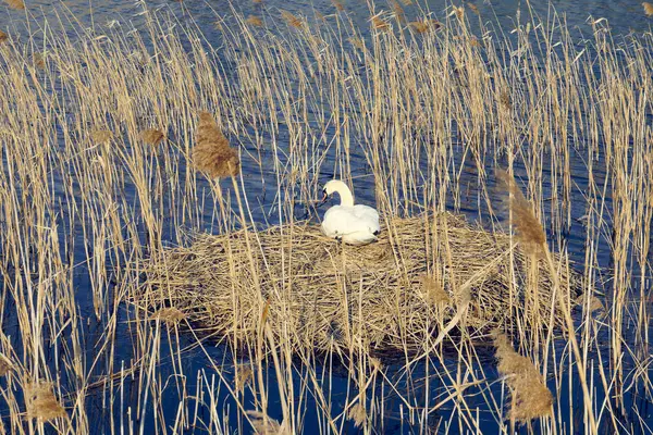 Storken flyger. Storkfluga. Stork på himlen — Stockfoto