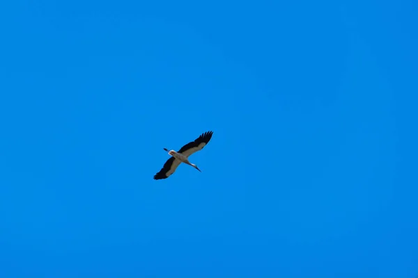 La cigogne vole. Volée des cigognes. cigogne dans le ciel — Photo