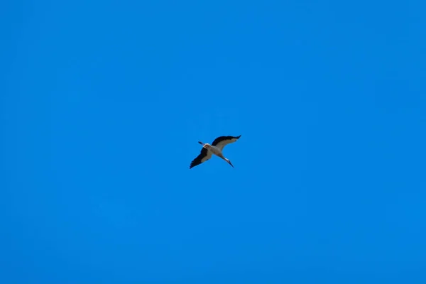 コウノトリが飛んでる。コウノトリだ。空にコウノトリ — ストック写真