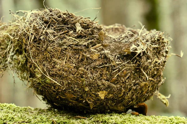 Nido de pájaros en las manos, nido abandonado sobre musgo verde — Foto de Stock