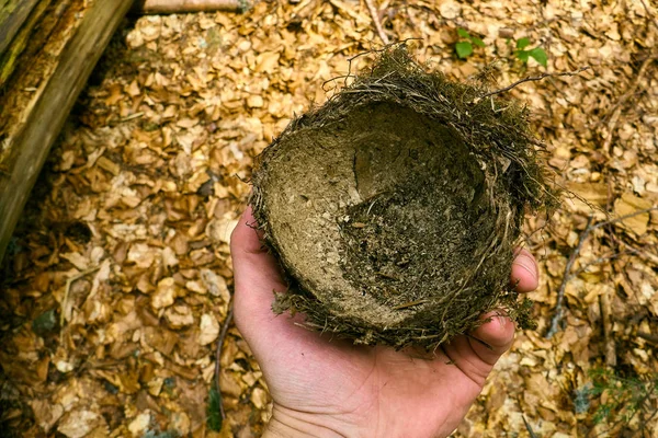 Nido de pájaros en las manos, nido abandonado sobre musgo verde — Foto de Stock