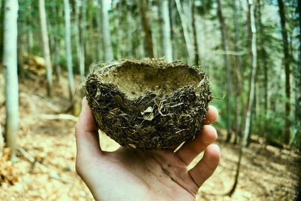 Nido de pájaros en las manos, nido abandonado sobre musgo verde — Foto de Stock