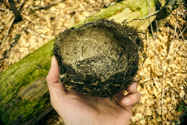 Ninho de pássaro nas mãos, ninho abandonado no musgo verde — Fotografia de Stock