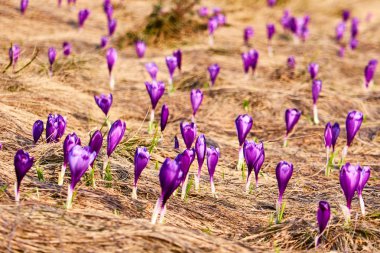 gün batımının arka planına karşı bir dağ çayırında crocuses birçok çiçek