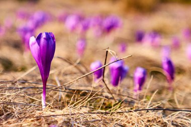 gün batımının arka planına karşı bir dağ çayırında crocuses birçok çiçek