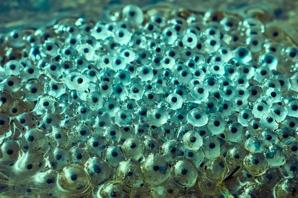 Sapos de caviar na água fechar — Fotografia de Stock