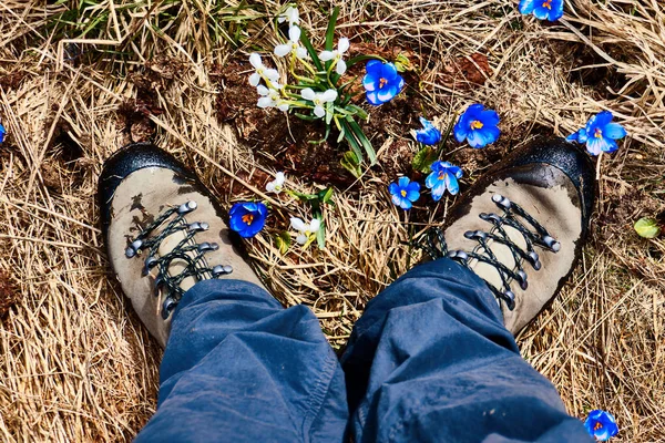 Male feet in boots on a flower meadow. Purple crocuses