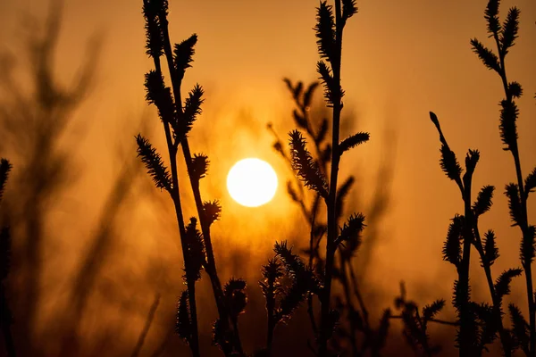 Nascer do sol no nevoeiro no lago através dos ramos de salgueiro — Fotografia de Stock