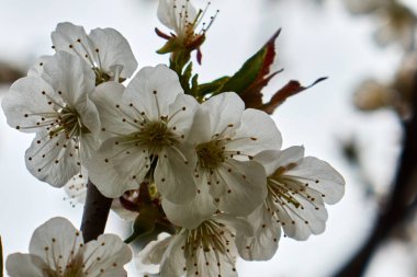 Bahar. Elma çiçeği. Güzel nazik bahar arka plan. Pembe çiçek