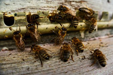 Uçan arıları kapatın. Ahşap arı kovanı ve arılar. Arı ordusu kovanın yakınında daireler çiziyor..