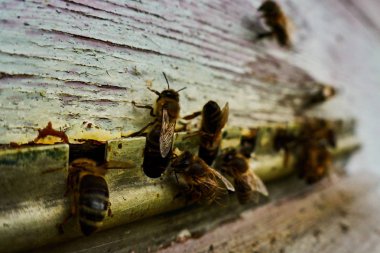Uçan arıları kapatın. Ahşap arı kovanı ve arılar. Arı ordusu kovanın yakınında daireler çiziyor..