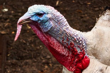 bir çiftlikte hindi , ciddi hindi