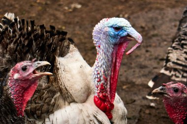 bir çiftlikte hindi , ciddi hindi