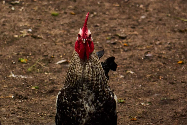 Cock on farm close up — Stock Photo, Image