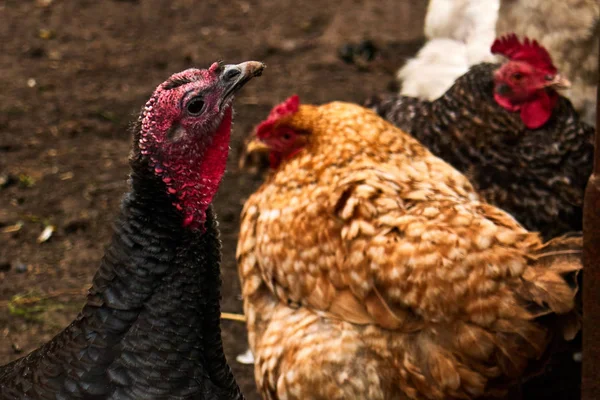농장에서 칠면조와 닭고기 — 스톡 사진