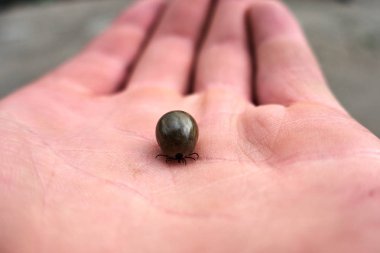 Keneler maksimum insan derisi üzerinde oturan kan dolu ,
