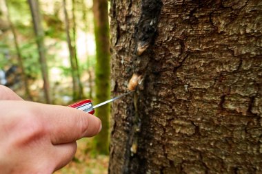 Ormanda kozalaklı reçine hasadı, halk ilaçları.