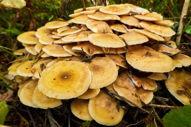 Armillaria mellea, ağaç kütüğünde bir grup mantar yetişir.
