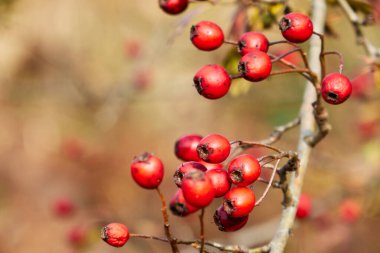 Ağacın üzerinde büyük bir diken hasadı