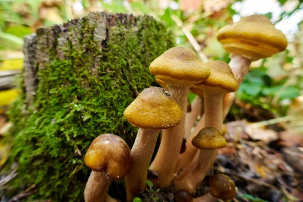 Armillaria mellea, um grupo de cogumelos cresce no toco da árvore — Fotografia de Stock
