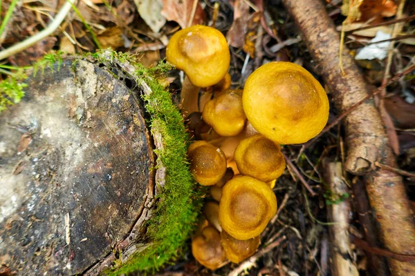 Armillaria mellea, un grupo de setas crece en el tocón del árbol —  Fotos de Stock