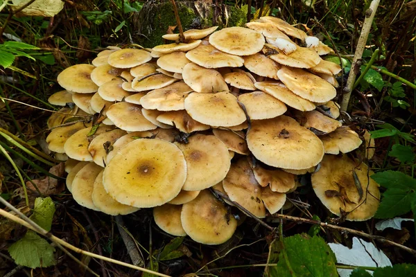 Armillaria mellea, un grupo de setas crece en el tocón del árbol — Foto de Stock