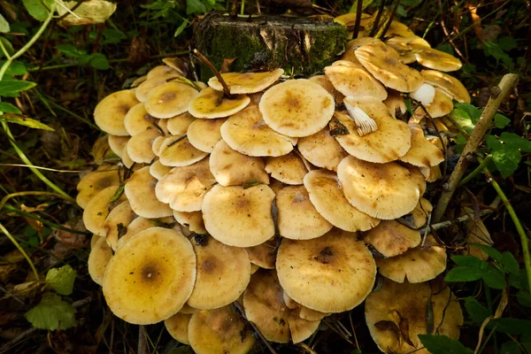 Armillaria mellea, um grupo de cogumelos cresce no toco da árvore — Fotografia de Stock