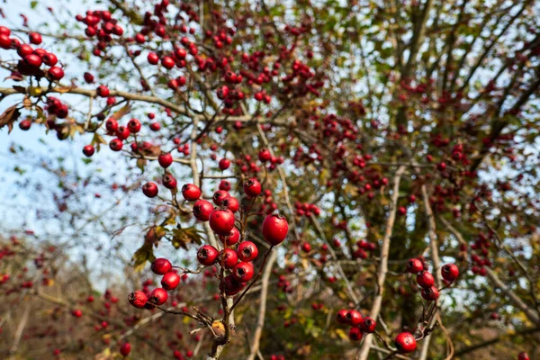 Ağacın üzerinde büyük bir diken hasadı