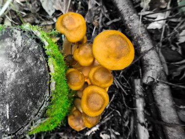 Armillaria mellea, ağaç kütüğünde bir grup mantar yetişir.