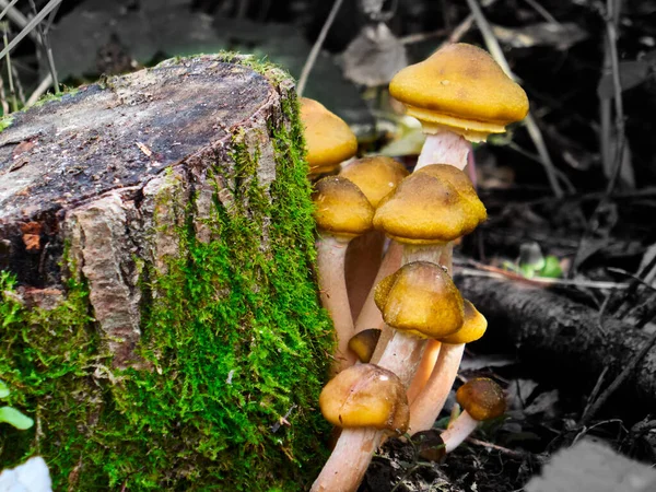 Armillaria mellea, um grupo de cogumelos cresce no toco da árvore — Fotografia de Stock