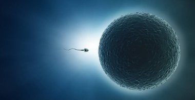 Bir spermatozoonun mavi arka planda izole edilmiş yumurta hücresine doğru yüzüşünün 3 boyutlu çizimi
