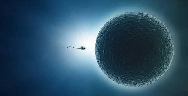 Bir Spermatozoonun Mavi Arka Planda Izole Edilmiş Yumurta Hücresine Doğru — Stok fotoğraf