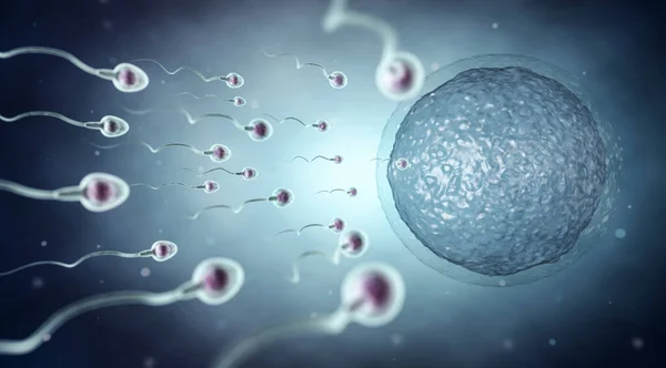 浅蓝色背景的精子和卵细胞 3D插图 — 图库照片