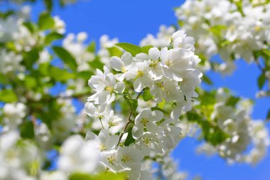 Bahar gökyüzü arka plan üzerinde beyaz çiçek çiçek