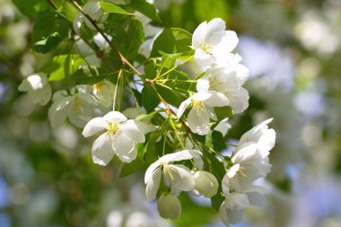 Beyaz çiçek çiçek bahar içinde. Stok fotoğraf