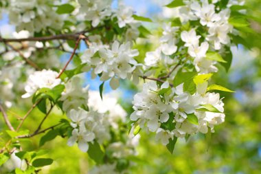 Bahar gökyüzü arka plan üzerinde beyaz çiçek çiçek